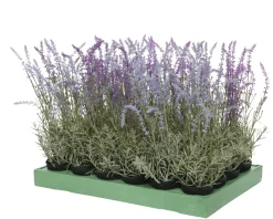 Kunstpflanze Lavendel im Topf, Lavendelpflanze lila aus Kunststoff getopft, 46cm