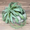 Kunstpflanze Luftpflanze Tillandsie, Sterntillandsie grün-grau, Ø40cm