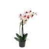Kunstpflanze Orchidee im Topf, Schmetterlingsorchidee pink, Phalaenopsis Bora, 35cm, getopft