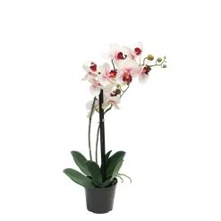 Kunstpflanze Orchidee im Topf, Schmetterlingsorchidee pink, Phalaenopsis Bora, 35cm, getopft