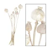 Naturpflanze Trockenblume Mohn Papaver naturweiß, 5St. in der Box, DIJK Natural Collections