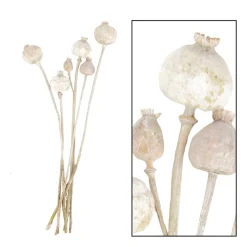 Naturpflanze Trockenblume Mohn Papaver naturweiß, 5St. in der Box, DIJK Natural Collections