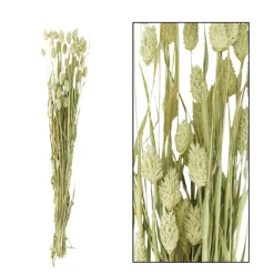 Naturpflanze Trockenblume Glanzgras Phalaris natur, 76cm, DIJK Natural Collections